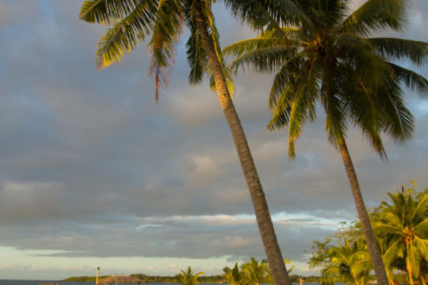 Palm trees wave in the sunshine on Savai'i