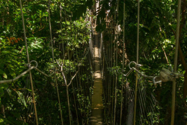 A narrow rope bridge hangs amongst the tree tops in the Falealupo Rainforest Preserve