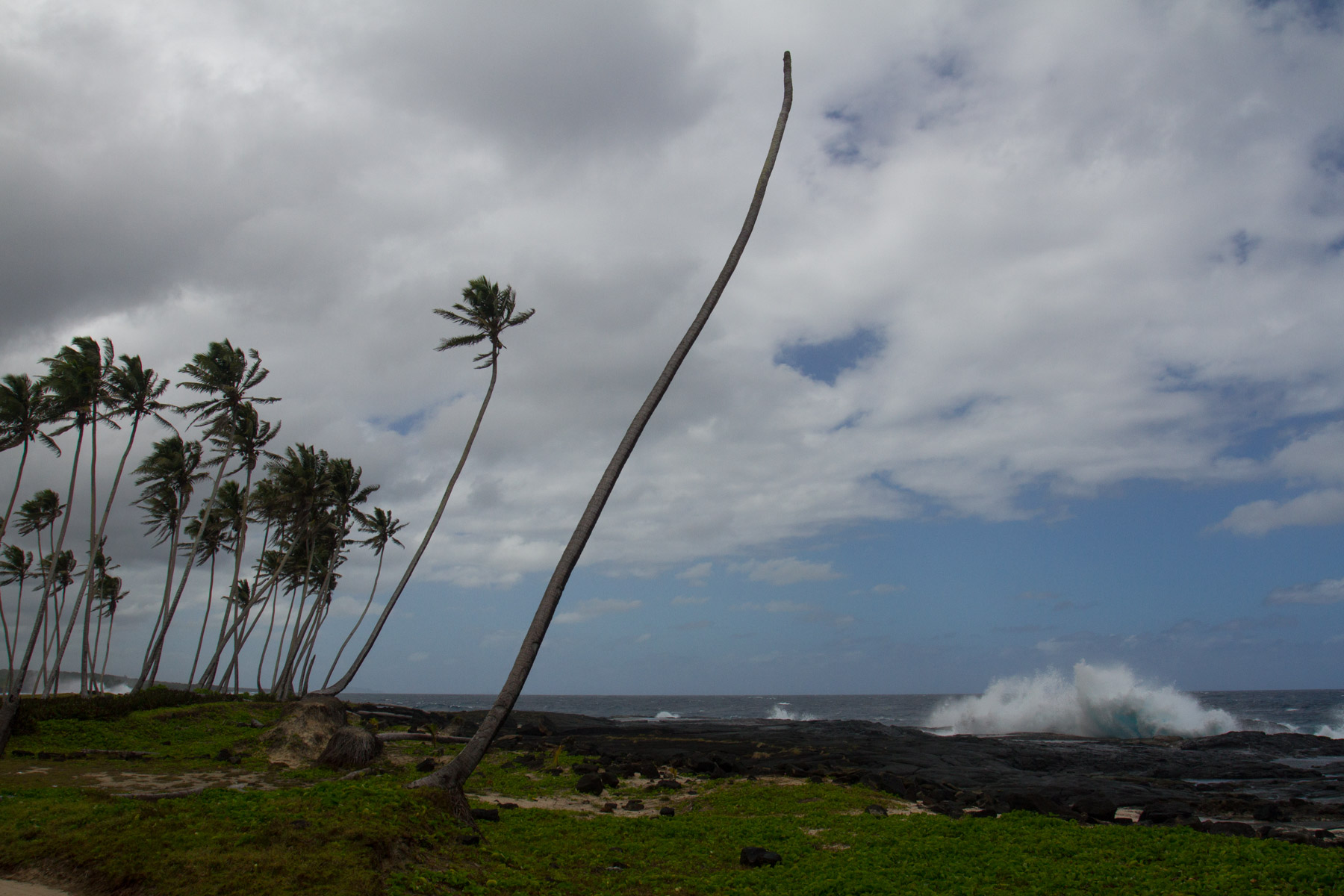 A lone palm tree has been stripped of its branches by the strong ocean wind on Savai'i