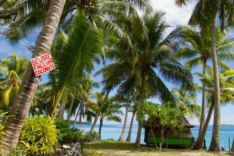 Beware of falling coconuts.