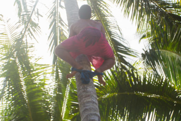 Using nothing but a thin cloth for balance, Tau nimbly climbs up a coconut tree