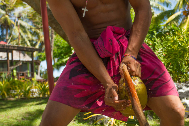 A young Samoan man cracks open a coconut on a spiked stick