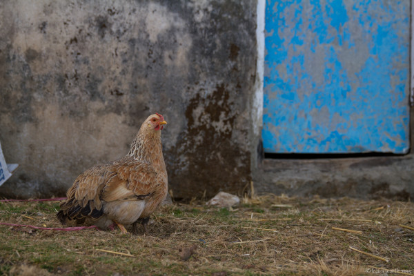 hiking through nepal-12