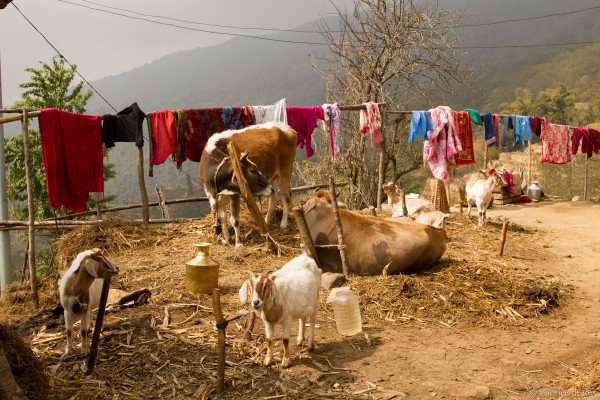 hiking through nepal-21