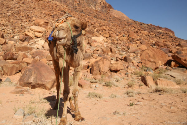 A seemingly happy camel blends in seamlessly with the dusty environment around it.