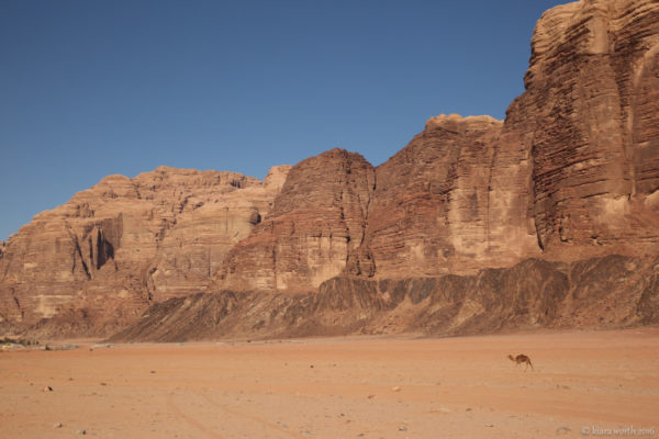 A camel walks across the desert sands in Wadi Rum - the Valley of the Moon.