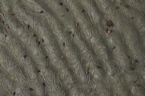 Hundreds of snails make intricate patterns on the wet shore.