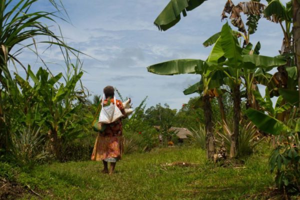 A typical day: a woman carries a chicken in her arms and two bilums on her head as she walks home to her village.