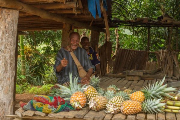 An old man sits with his freshly picked pineapples on display.