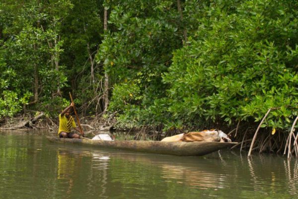 A man paddles a traditionally-made dug out canoe down the river.