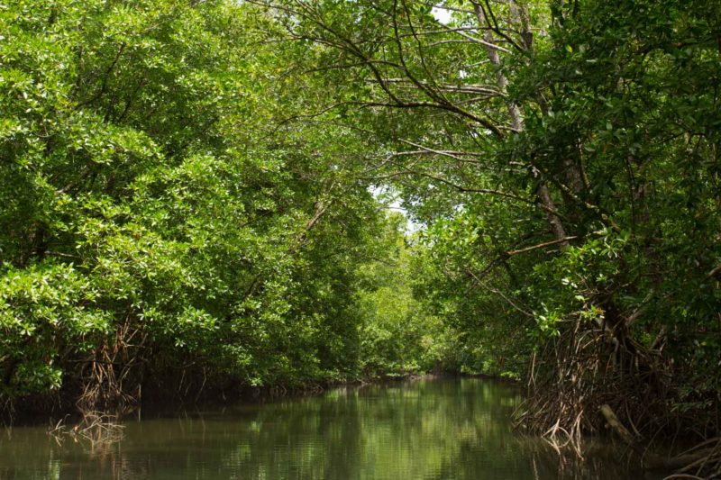 Mangroves line the river as we wind our way through.