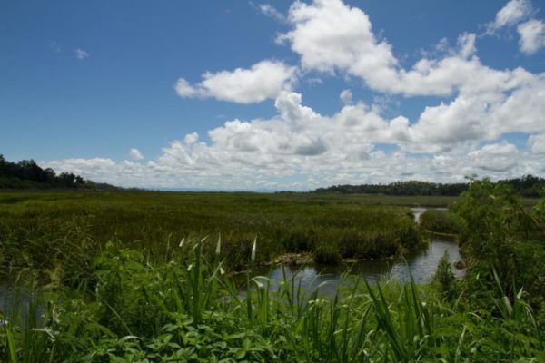 The marshy area of the Alika Swamp crossing.