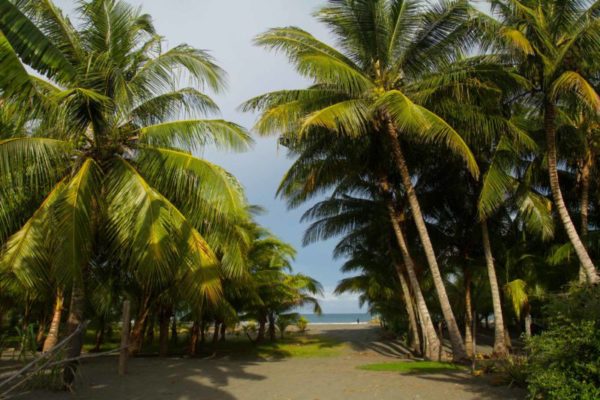 Palm trees line the path to the beach.