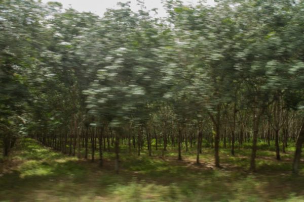 The trees of a rubber plantation blur together as we drive past.