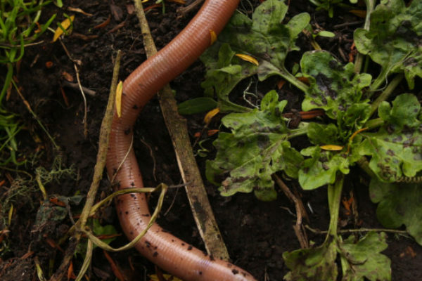 An earthworm at least 30cm long and 2cm thick wriggles his way across the earth