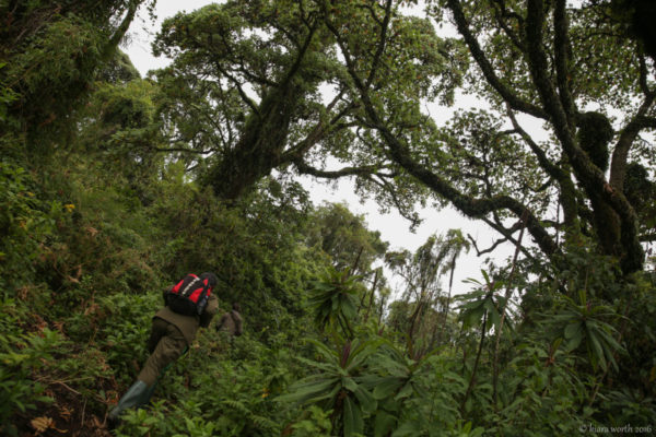 Trekking through the dense and rich rainforest