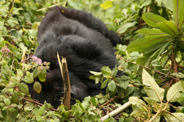 rwanda_gorilla-trek-14