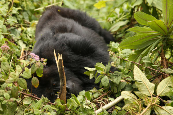 Our first glimpse of the gorilla family