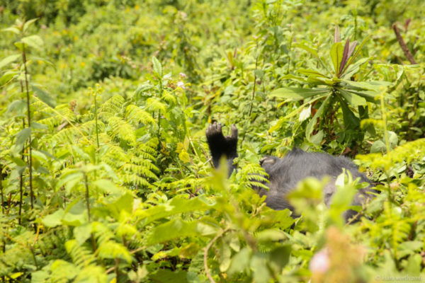 A foot pokes out between the bushes as a young male gorilla stretches in his sleep