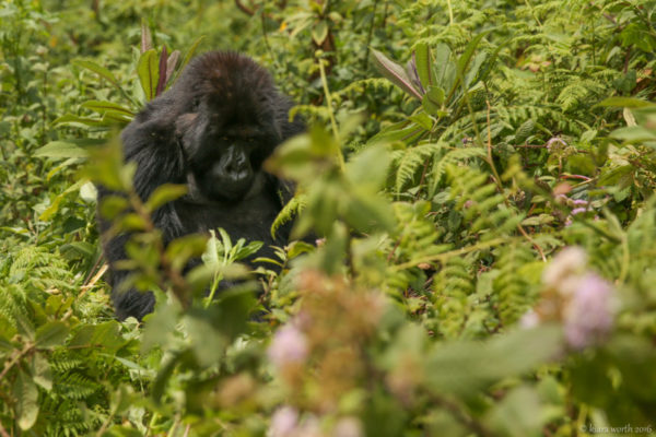 Peto, the silverback