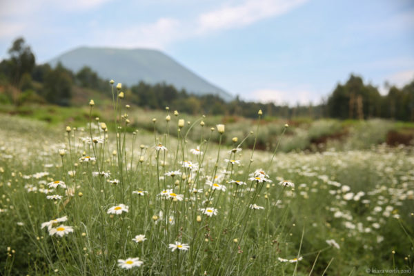 Fields of pyrethrum flowers carpet the foothills of Mount Bisoke