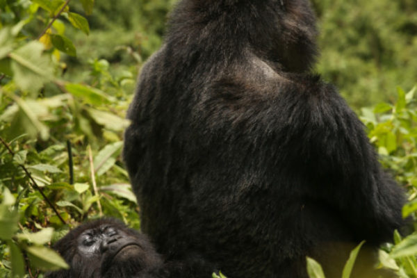 rwanda_gorilla-trek-20