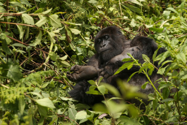 rwanda_gorilla-trek-21