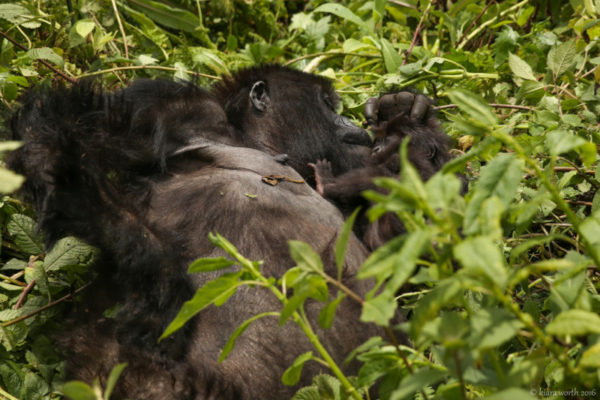 rwanda_gorilla-trek-22