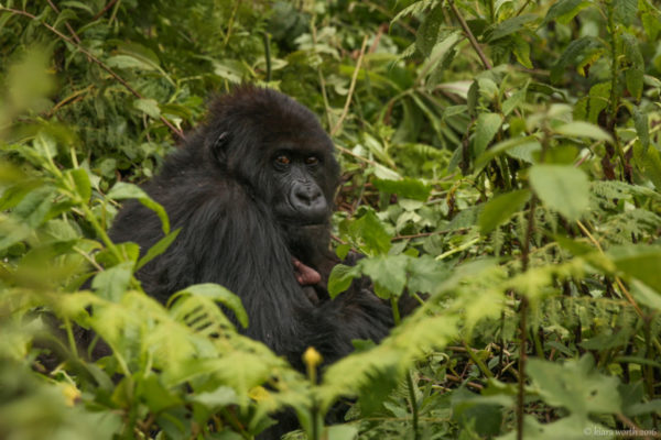 rwanda_gorilla-trek-23