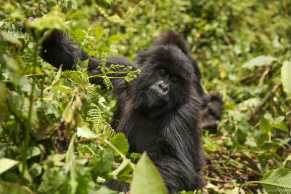 rwanda_gorilla-trek-24