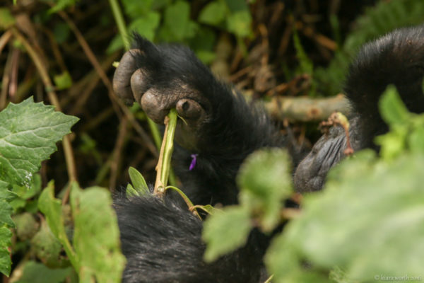 rwanda_gorilla-trek-25