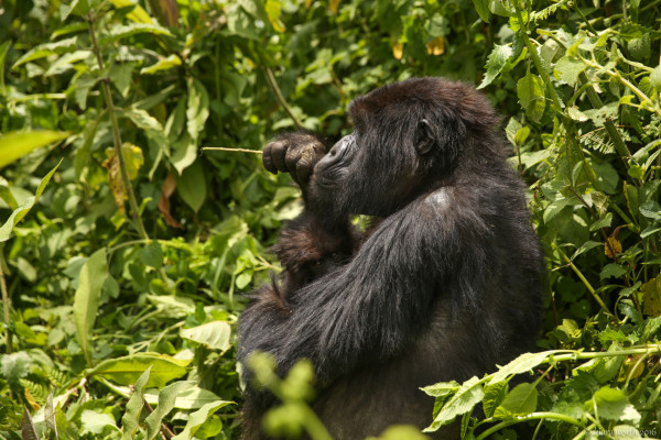 rwanda_gorilla-trek-26