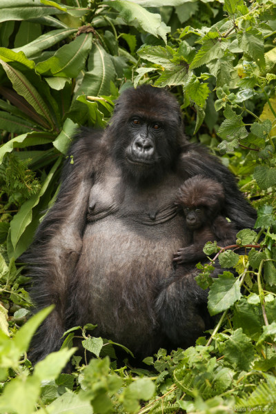 rwanda_gorilla-trek-27