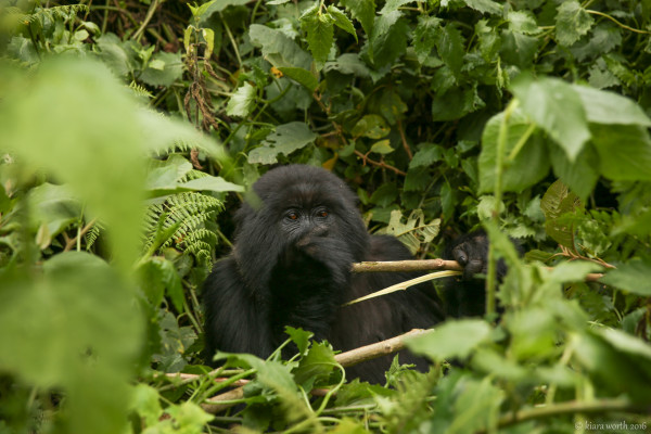 rwanda_gorilla-trek-28