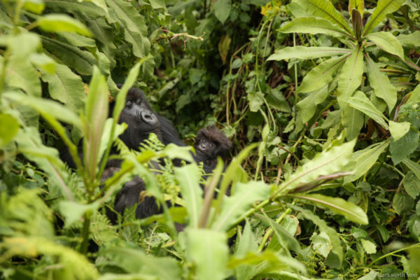 rwanda_gorilla-trek-29