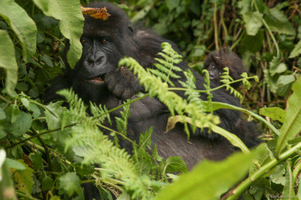 rwanda_gorilla-trek-30