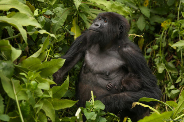 rwanda_gorilla-trek-31