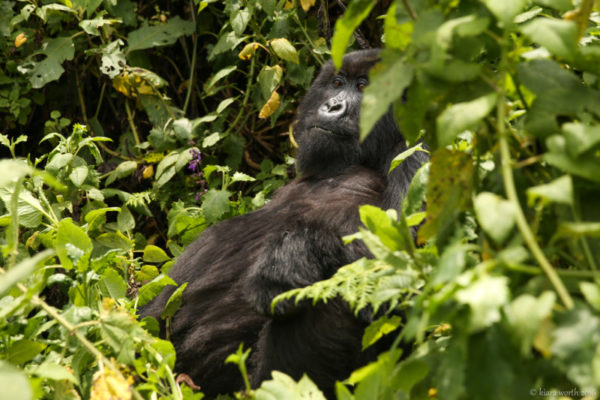 rwanda_gorilla-trek-33