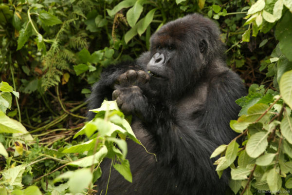 rwanda_gorilla-trek-34