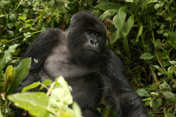 rwanda_gorilla-trek-35