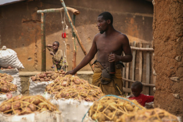 Tons of potatoes ready to be taken to the market