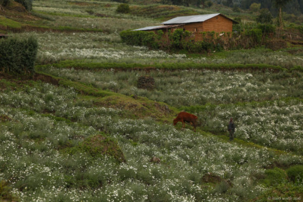 rwanda_gorilla-trek-4