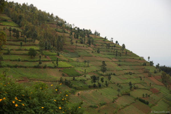 Gorilla trekking in Rwanda