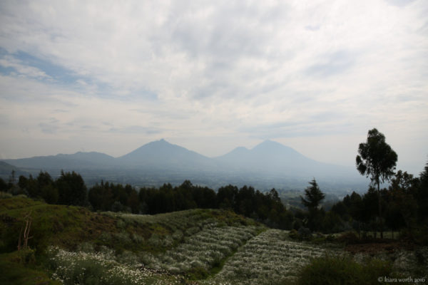 The volcanoes surrounding Volcanoes National Park - the oldest park in Africa