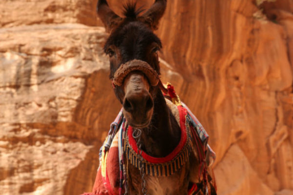 A donkey waits for a tourist near the entrance of the Treasury.