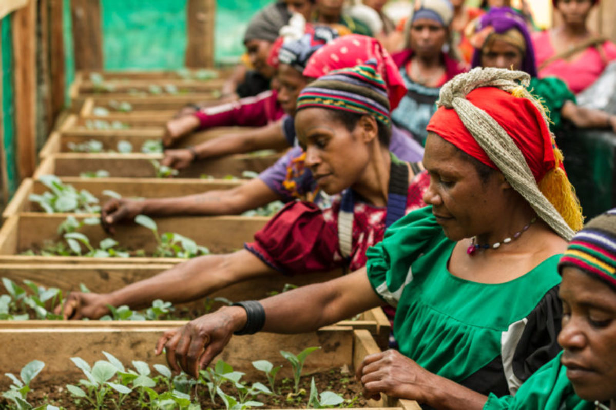 Homa-Paua, Southern Highlands, 2014. Agriculture is one of the most important activities in rural livelihoods. Ensuring a good crop is vital for the survival of many households and women propogate resilient seeds in a greenhouse before planting them in their fields.