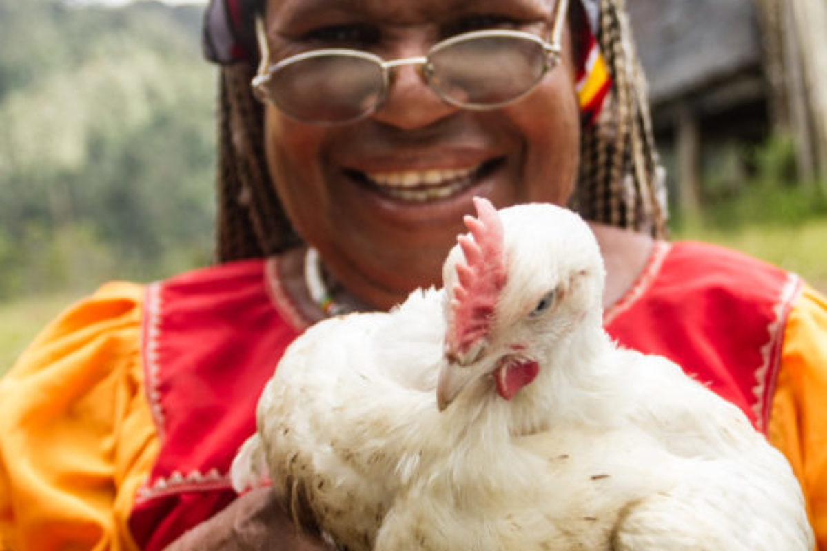 Homa-Paua, Southern Highlands, 2014. In rural economies, having healthy livestock is an important component of maintaining household incomes and local farmers go to great care to tend to their animals.