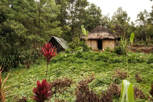 Hides, Hela Province, 2012. A field of sweet potatoes in front of a village hut.