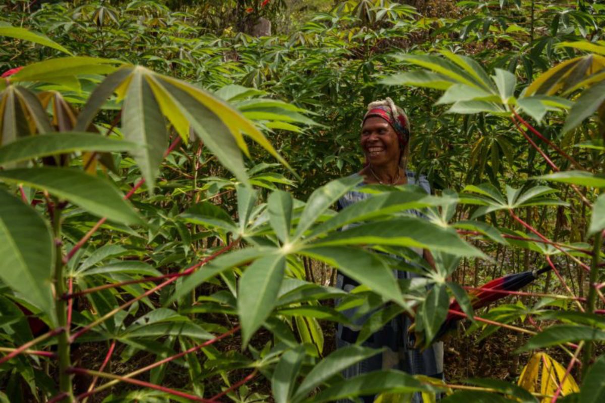 Homa-Paua, Southern Highlands, 2014. A woman makes her way through a casava field.