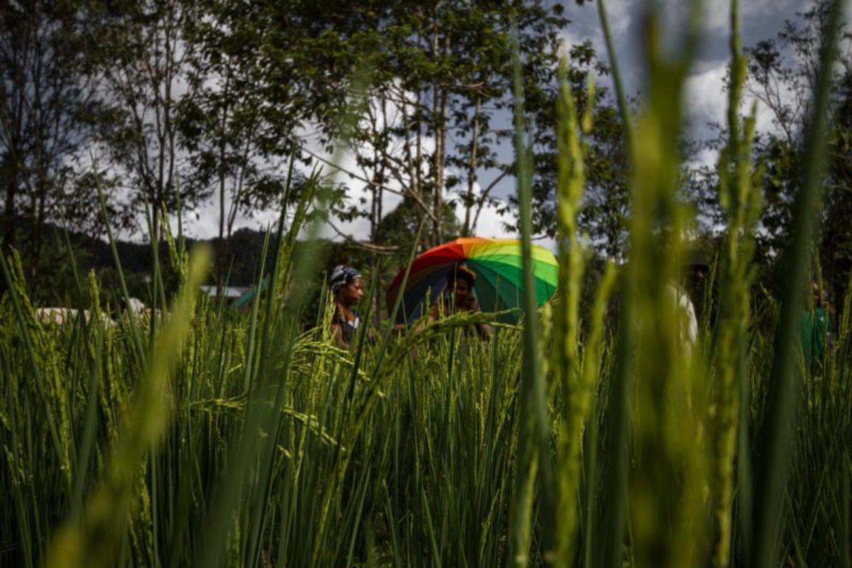 Homa-Paua, Southern Highlands, 2014. On a hot summers day, women walk through a newly planted to field of rice, a new enterprise they are testing on their expansive farm.